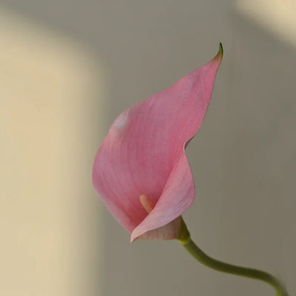 Set of 10 Artificial Calla Lily Flowers